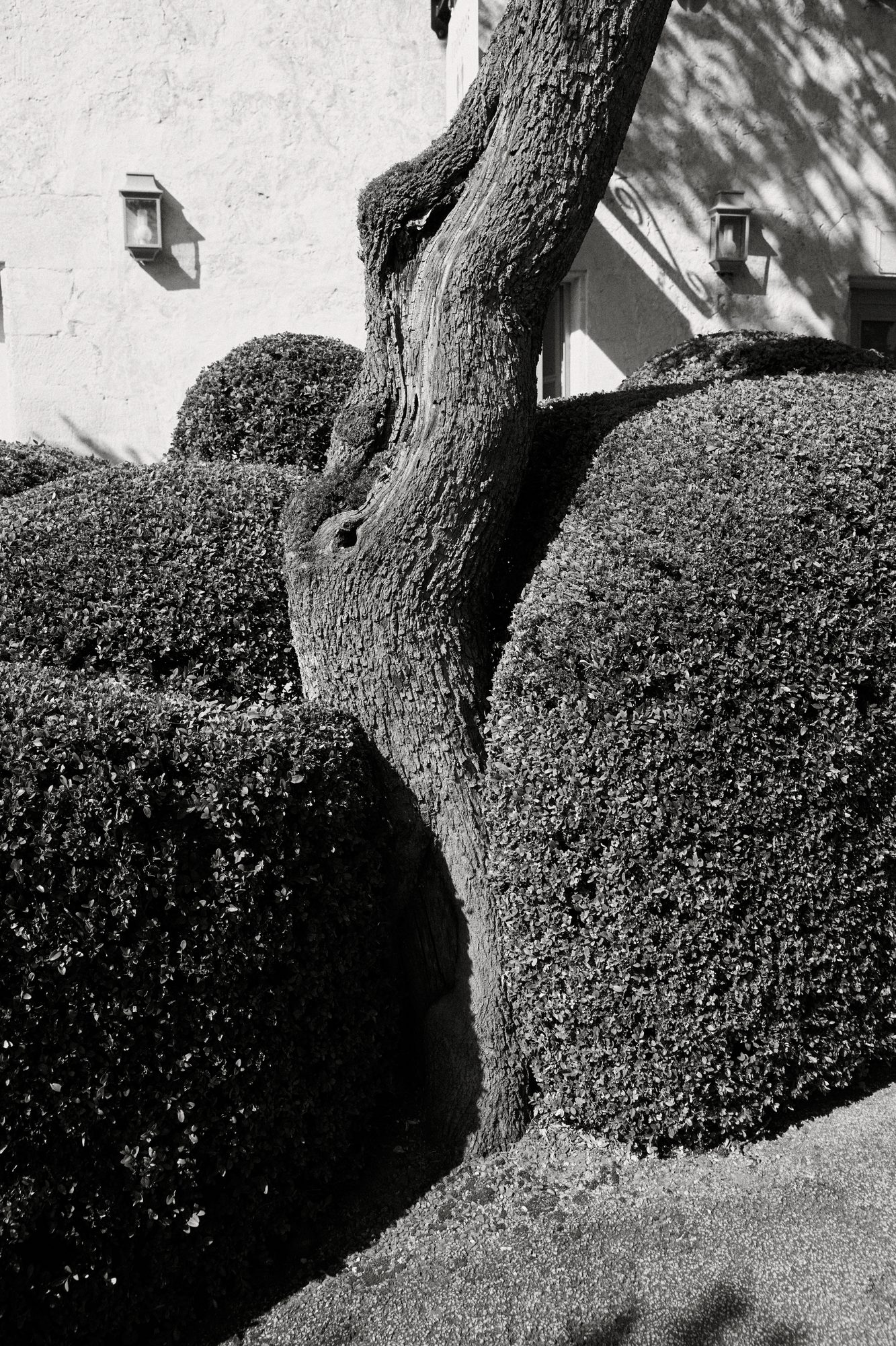 French Garden — 07