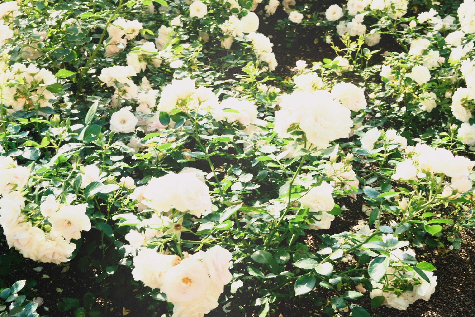 French Garden — 09